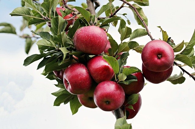 apple orchard